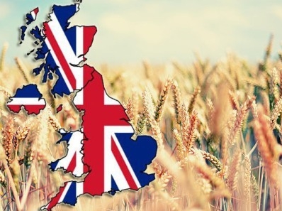 The decline in forecast production in Australia has supported wheat prices
