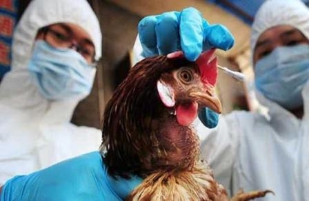 В Китае зафиксирован сильнейший с 2013 года птичий грипп