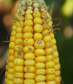 Дожди в США ухудшили качество кукурузы