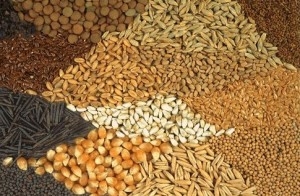 Grain prices in Ukraine