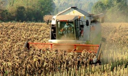 In Ukraine winter crops planted 94% of the planned areas