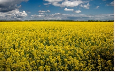 Prices for rapeseed growing due to low yield