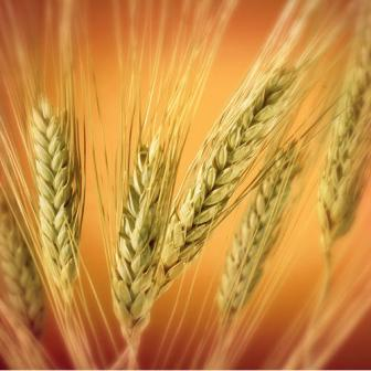 Global wheat prices turned down