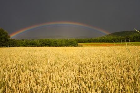Precipitation held in Ukraine, contribute to the development of winter crops
