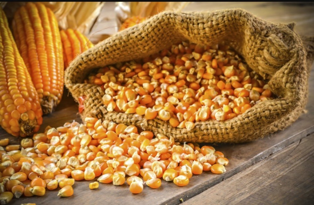 Снижение прогнозов урожая в Южной Америке и блокирование экспорта из Украины поддерживает цены на кукурузу