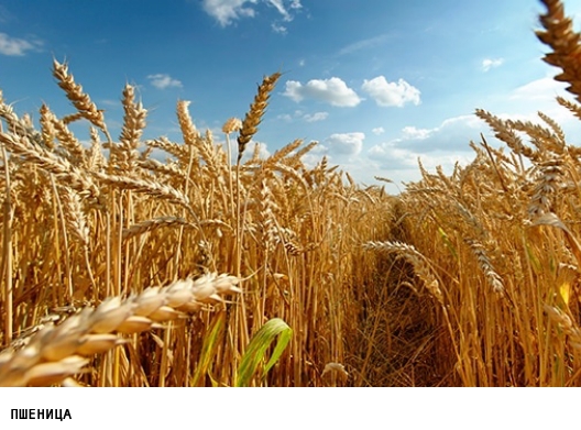World prices for wheat rose slightly, and export demand in Ukraine increased