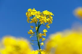 Quotations for rapeseed and canola on world exchanges are gradually increasing
