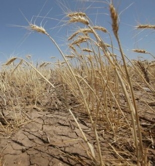 The lack of rainfall has led to a sharp speculative rise in the price of wheat