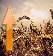 Wheat prices turned upwards due to speculative purchases