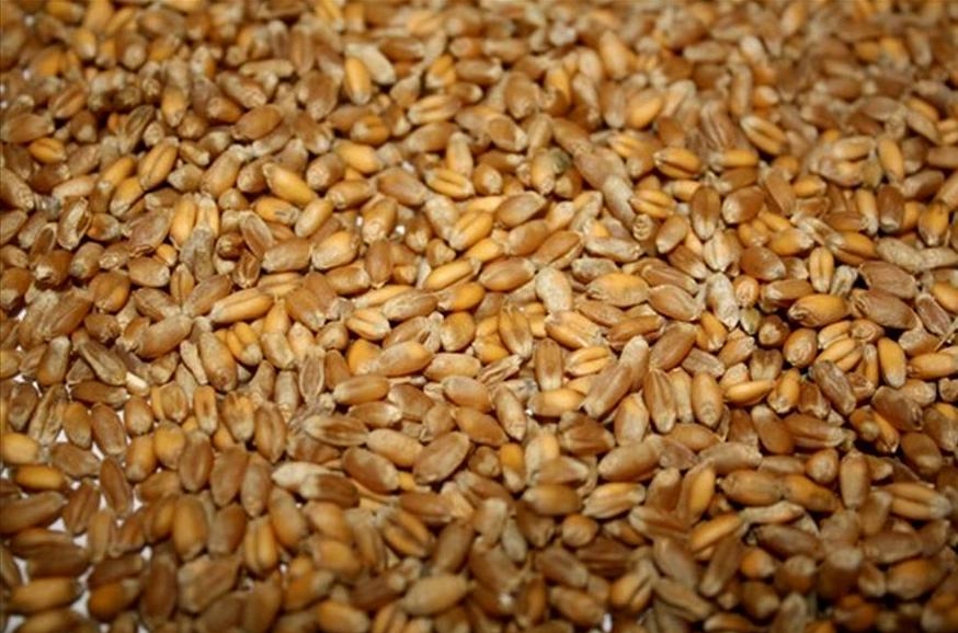Ukrainian fodder wheat has equaled the price of corn and is even traded several dollars higher