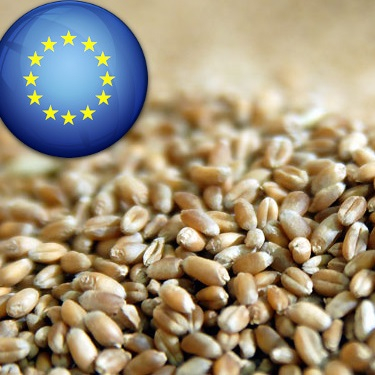 The European Agency's lower forecasts of grain production in the EU