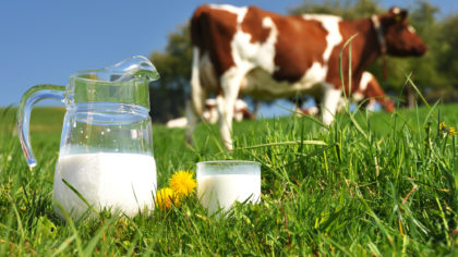 The production cuts led to a rise in milk prices