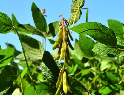 Prices for soybeans the new crop exceed last year over a possible reduction of the crop