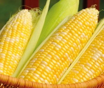 Corn prices are awaiting the next USDA report 