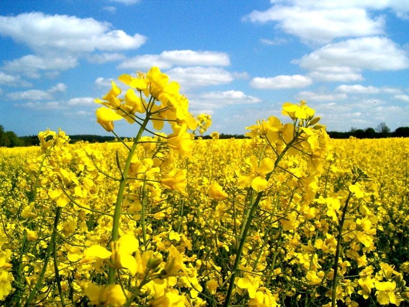 Rapeseed and canola prices resumed rising amid light rainfall in Canada