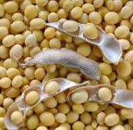 Prices for soybeans continue to grow
