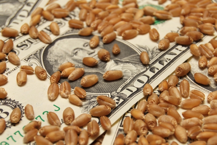 Wheat quotations on world exchanges started the week with a fall