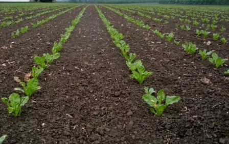 Погодные условия в Украине способствуют хорошему урожаю