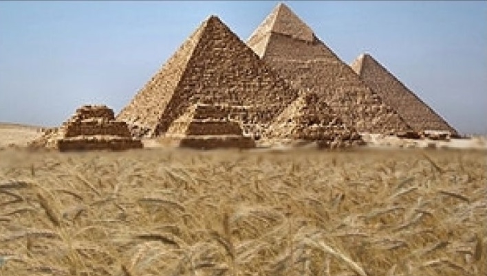 The purchase price of wheat at the tender in Egypt increased by 1 14 / ton 