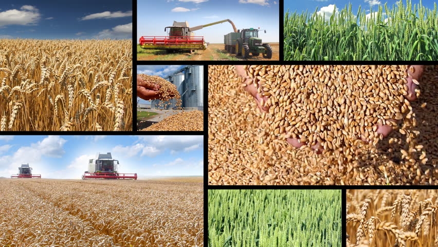 USDA: this season world wheat production in dosane 743,4 million tons