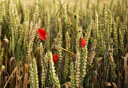 The depreciation of the Euro increases the competitiveness of European wheat
