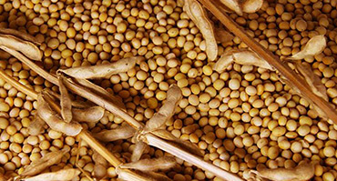 Prices for soybeans in Chicago rose after the introduction of the mutual duties of the United States and China