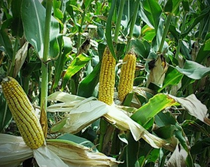 The yield of Ukrainian maize than last year