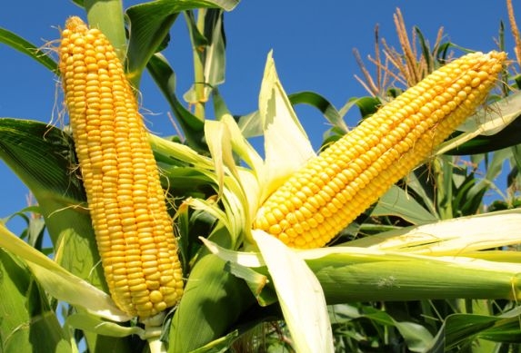 Corn prices were kept from falling after the release of the "bearish" forecast from the USDA