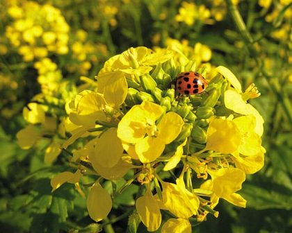 The IGC reduced the forecast of rapeseed production in 2018/19 Mr