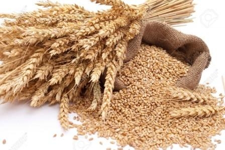 Высокопротеиновая яровая пшеница продолжает дорожать