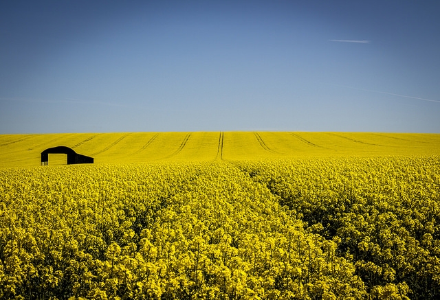 Crop prospects for rapeseed and canola in the season 2016/17 MG