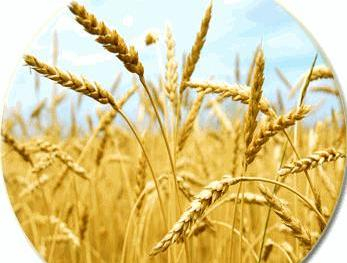 Котировки европейской пшеницы достигли трехлетнего максимума