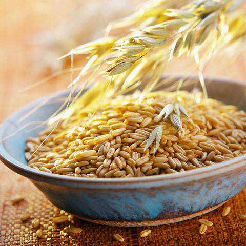 The price of barley in Saudi Arabia increased by 8 $/t 