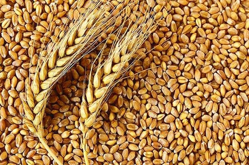 Active tenders continue to support high prices for wheat