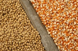 На украинском рынке продолжают расти цены на сою и кукурузу