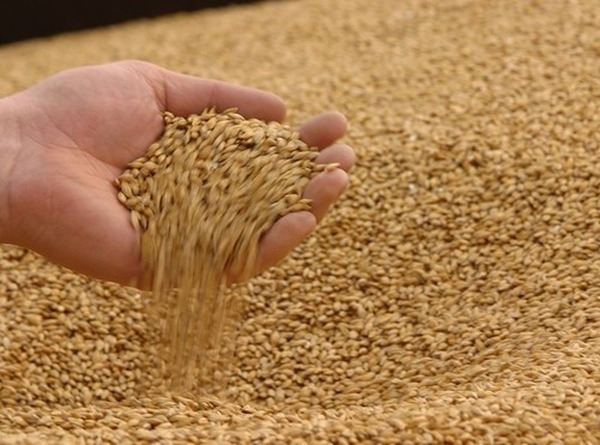 Soon the quality of the wheat will determine the dynamics of prices