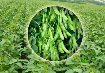Prices for soybeans expected crop forecast from the USDA
