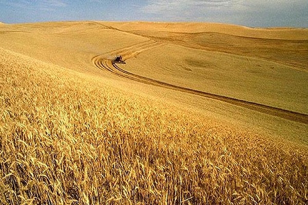 The higher forecast production in the new season lowers the price of wheat old crop