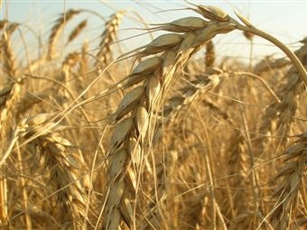 Під тиском курсу євро ціна французької пшениці падає