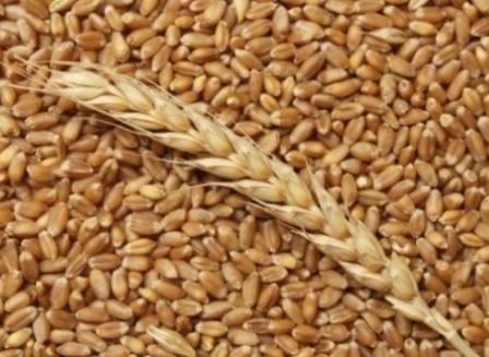 The price of wheat in the United States essentially played the previous losses