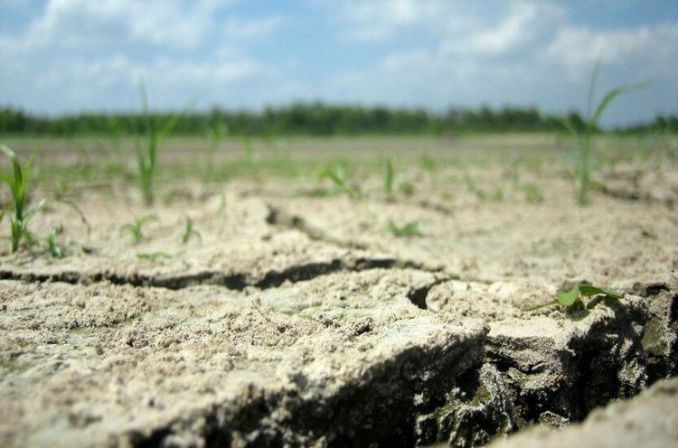 Рынки зерна остаются под давлением засушливой погоды в основных странах-производителях