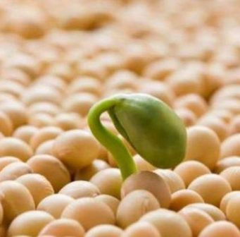 Despite record sales, the price of soybeans in Chicago is falling