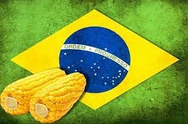 Эксперты снова увеличили прогнозы урожая сои и кукурузы в Бразилии