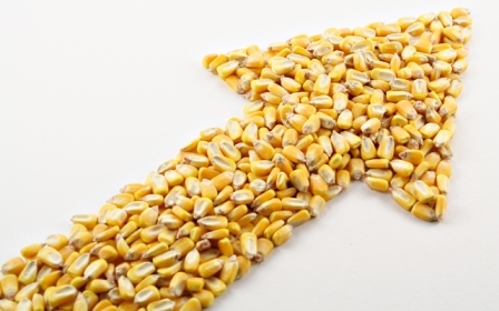 Despite the decline in stock prices corn prices in Ukraine are growing