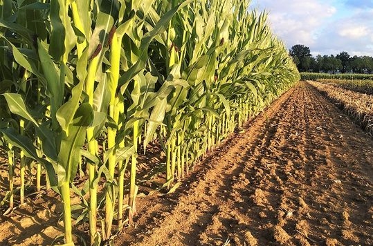 Speculation in the corn market persists: the weather in Brazil and the United States continues to support the rise of quotations