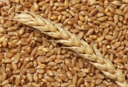 Strong demand supports prices for wheat