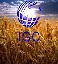 The new forecast IGC lowered stock prices for wheat