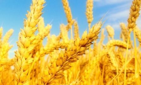 Несмотря на высокий спрос цены на пшеницу в США продолжают падать