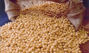 Rising prices for domestic export market of soybeans