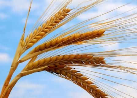 Wheat in the United States supported the speculators and the devaluation of the dollar